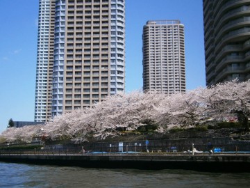 勝鬨橋をこえ佃島の満開の桜