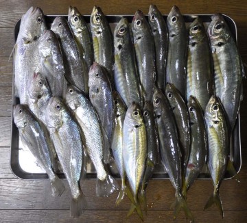 _dsc0978 今日の釣果はアジ16匹・イシモチ8匹