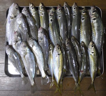 今日の釣果はアジ16匹・イシモチ8匹