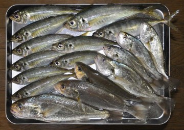 今日の釣果　アジとイシモチにサバ数えきれズ