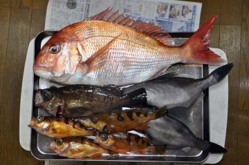 多彩な魚種に感謝！！