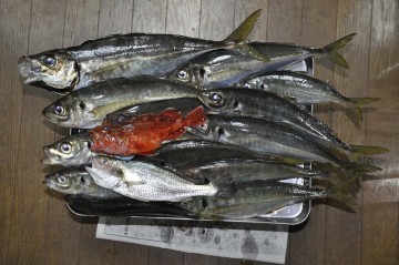 今日の釣果・・・いつものパットが小さく見えます