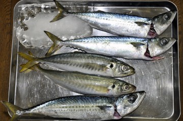 中の瀬の爆釣は終わったよう・・・寂しい今日の釣果