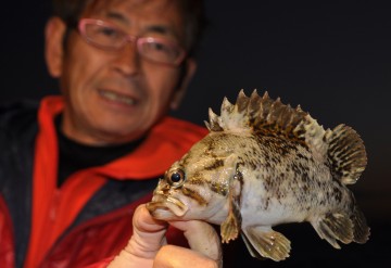 今日ヤッと釣れたカサゴ