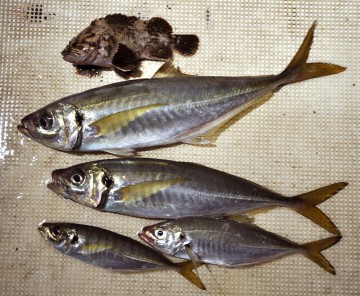 初釣りではチョット寂しい今日の釣果