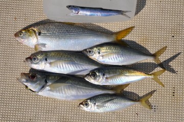 今日の釣果・・・イワシにコノシロとアジ