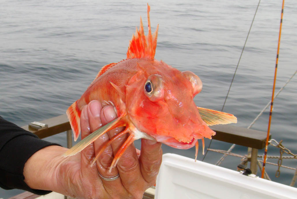 ヤッと釣り上げたのは愛嬌のあるホーボー