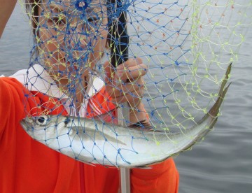 36cmの大アジが・・・デカイです