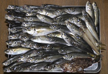 今日の釣果！！！アジにカサゴさらにシロギスも・・・頑張りました