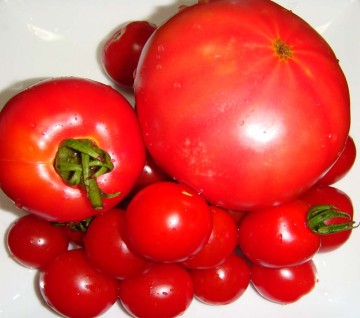 港野菜・・・マジさんの桟橋でとれた見事なトマト