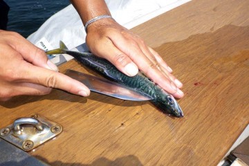 小サバだけど脂ののりはバッチリ・・・早速干物に・・・マコちゃん船長！