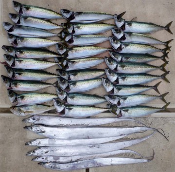 今日の釣果はサバ28本・タチウオ6本・イシモチ1匹でした