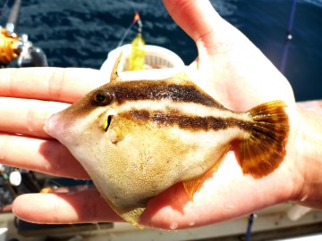 ベラの猛攻の中釣れたのは肝パンのワッペン・・・即放流！！！