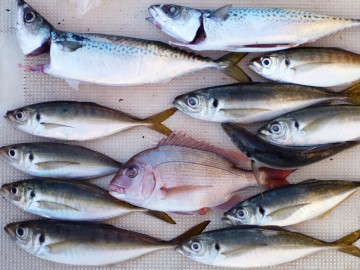 今日の釣果！！！