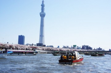 両岸の満開の桜に囲まれて隅田川をクルーズ