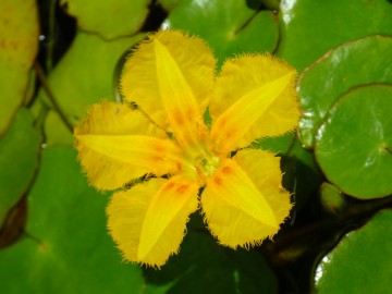 船着き場のメダカの水槽に咲いたアサダの花