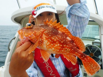 何と嫌いなカサゴ！！！地元ではアラカブと呼ぶ