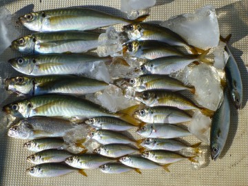 大きいのが中の瀬・小さいのが本牧沖・・・サバまで小振り