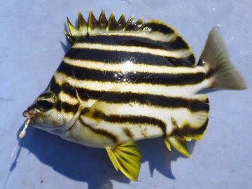 まずは変わったお魚・カゴカキダイのご挨拶　食べると美味しいらしいが放流！