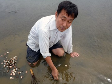 ジョレンでなく手掘りで・・・手で探ると出てきます　アサリにハマグリが