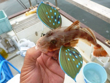 久しぶりに見る綺麗なホーボー・・・・小さいので放流！