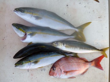 ルアーの隣で餌釣りをした琴ちゃんの釣果！