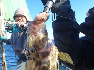 アラアラなんと釣れた小魚に食らいついて釣れたマトーダイ