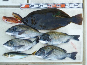 釣れました！