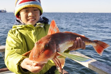 このホウボウ　なんと1.5kg　記録モノです