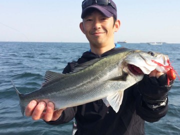 シーバスもタイラバに食ってきます・・綺麗です