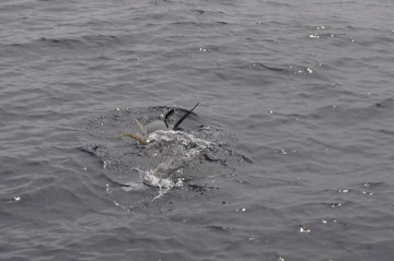 格闘９０分・・・浮いた魚体の大きさ・・・スゴイ！！！