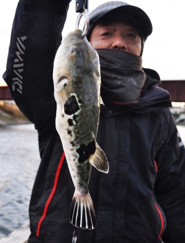 美味しいトラフク・・・外道で最近釣れてます