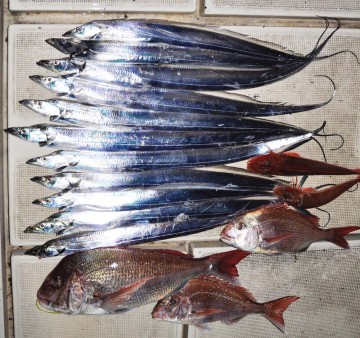 美味しい魚が・・・今日の釣果！