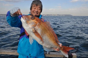 去年の分で年越し完了という感じね！(亀さん談）3.31kg65cmは立派なマダイ！