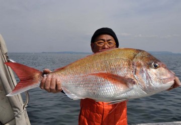 4.72kg・・・マダイが船長に・・・