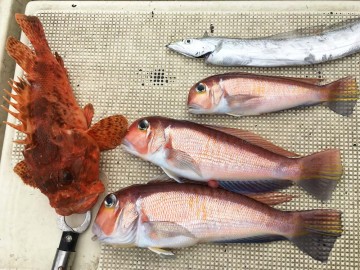 マダイは不発・・・・高級魚のオンパレード！