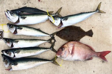 今日の釣果・・・