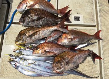 タチウオとマダイの釣果です