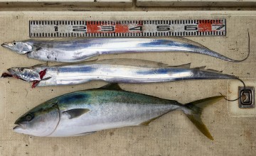 今日の釣果です