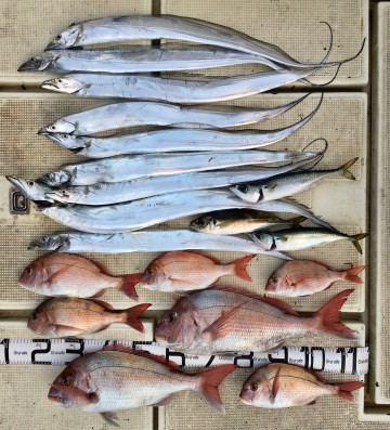 今日の釣果です