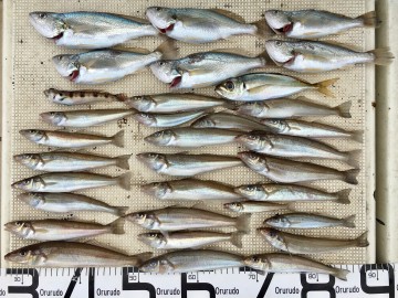 お二人の釣果です・・・！