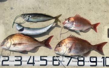 今日の釣果はタイ2　ハナダイ　アジ　サバ・・・でした