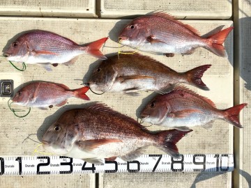 今日の釣果です・・・！4.85kg2.39kg2.05kg1.84kg1.23kg580gの6枚