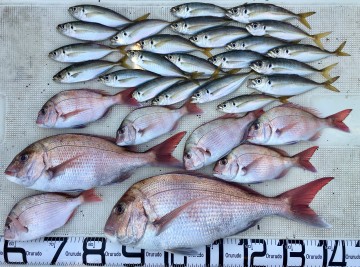 IMG_2773 2.79kg頭に7枚とハナダイ・ジグサビキでアジが23匹