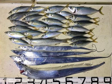 アジが釣れてよかったです・・・！