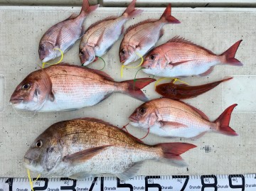 釣果です・・・！塩焼きサイズが上げ・・型物が下げ　でした