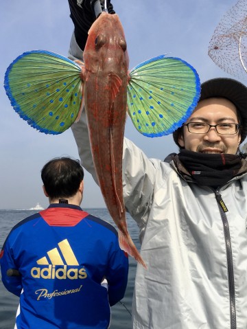 大きな羽を広げた綺麗なホーボー・・島崎さん