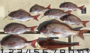 fullsizeoutput_ada2 2.53kg頭に船中8枚・デカホーボー1.47kg