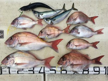 fullsizeoutput_adfd 釣果です・・・!