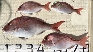 釣果です・・・！